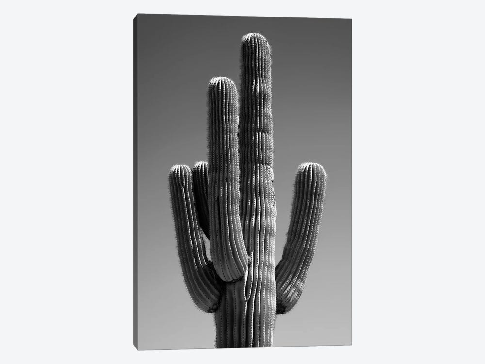 Black Arizona Series - The Cactus II by Philippe Hugonnard 1-piece Canvas Wall Art