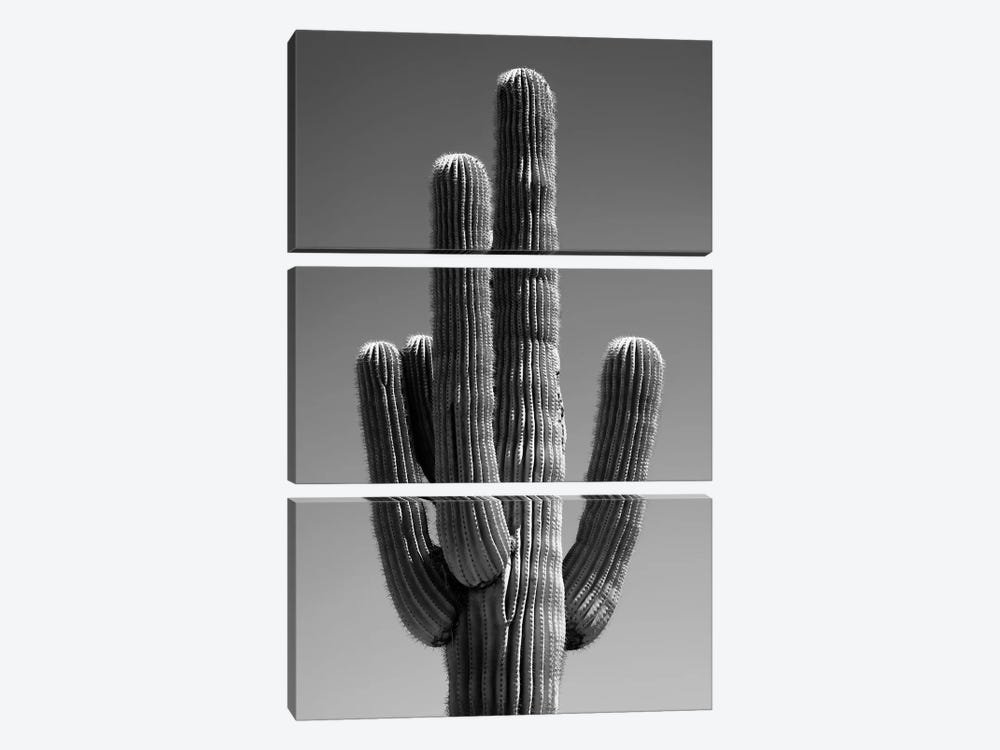 Black Arizona Series - The Cactus II by Philippe Hugonnard 3-piece Canvas Wall Art
