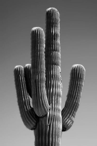 Arizona: The Cactus II by Philippe Hugonnard