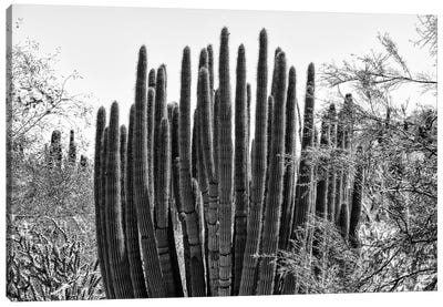 Black Arizona Series - Big Cactus Canvas Art Print - All Black Collection