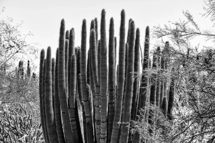 Black Arizona Series - Big Cactus