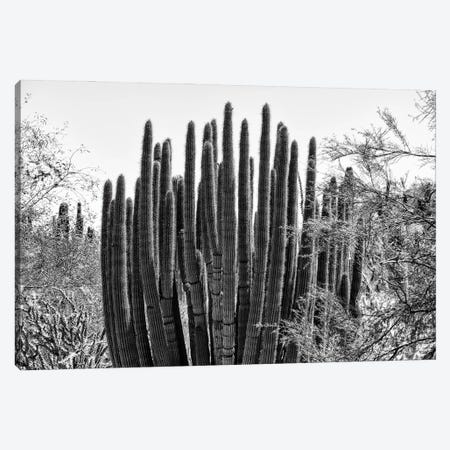 Black Arizona Series - Big Cactus Canvas Print #PHD1634} by Philippe Hugonnard Canvas Art Print
