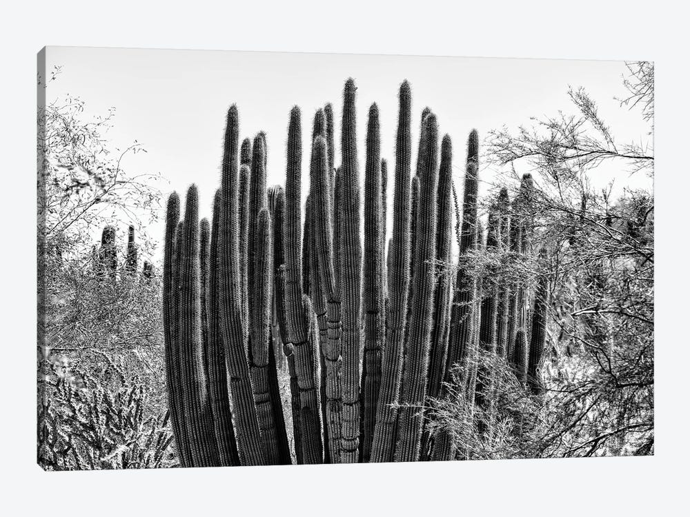 Black Arizona Series - Big Cactus by Philippe Hugonnard 1-piece Art Print