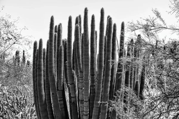 Cacti: Black Arizona Series - Big Cactus by Philippe Hugonnard
