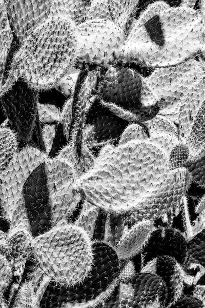 Prickly Pear Family II