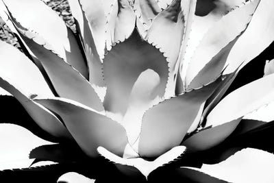 Black Arizona Series - White Agave by Philippe Hugonnard art print
