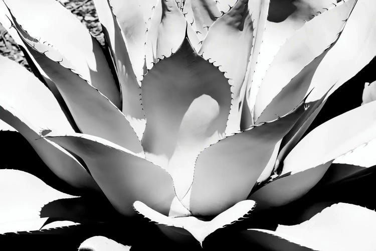 Black Arizona Series - White Agave