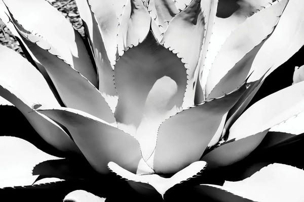 Arizona: Black Arizona Series - White Agave by Philippe Hugonnard
