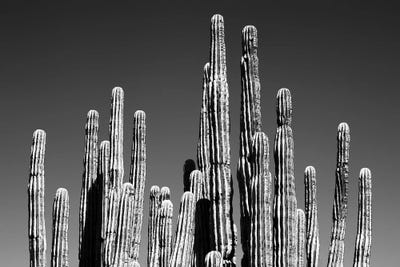 Cactus Tops by Philippe Hugonnard art print