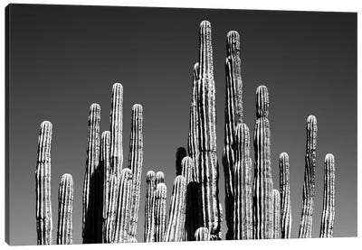 Black Arizona Series - Cactus Tops Canvas Art Print - All Black Collection