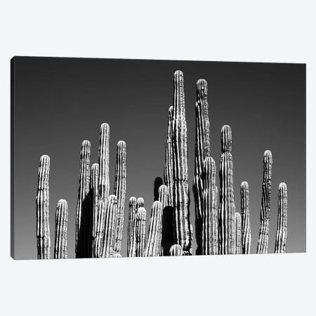 Black Arizona Series - Cactus Tops Canvas Print #PHD1639} by Philippe Hugonnard Canvas Wall Art