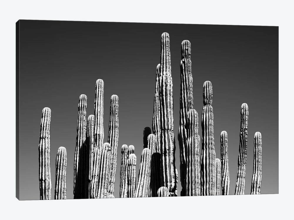 Black Arizona Series - Cactus Tops by Philippe Hugonnard 1-piece Canvas Wall Art