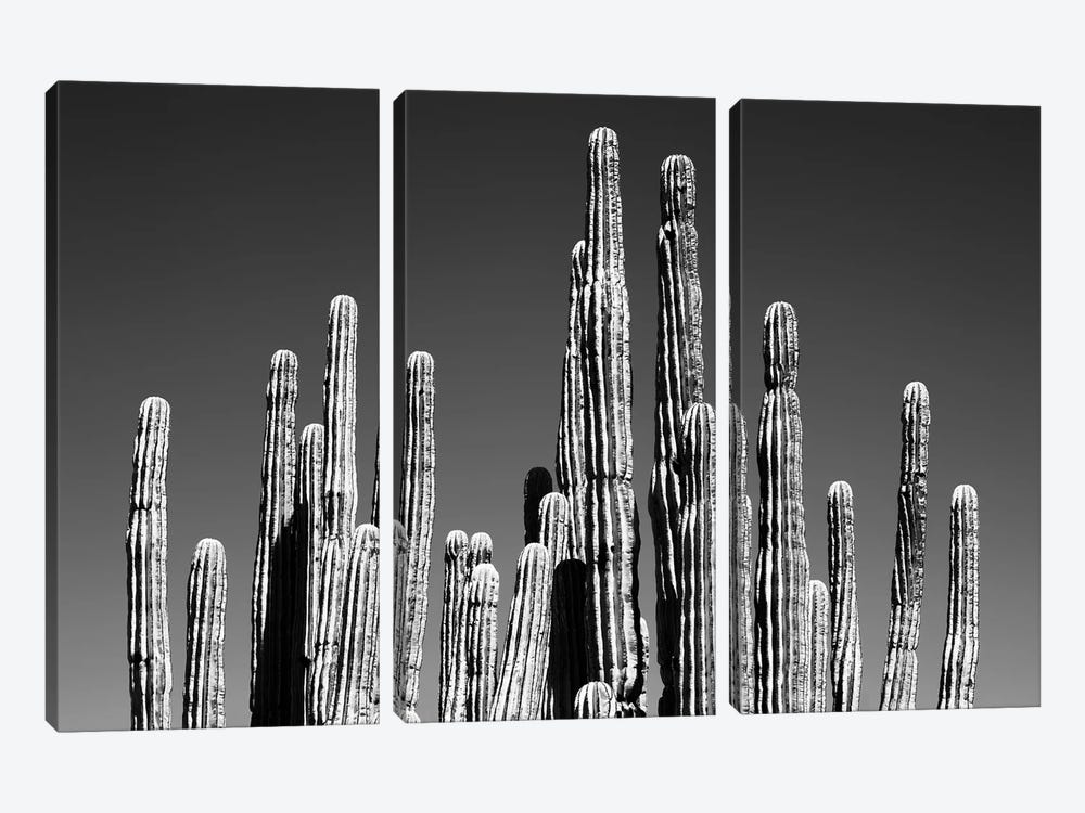 Black Arizona Series - Cactus Tops by Philippe Hugonnard 3-piece Canvas Art
