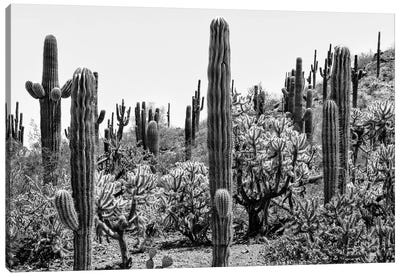 Black Arizona Series - Amazing Cactus Canvas Art Print - All Black Collection