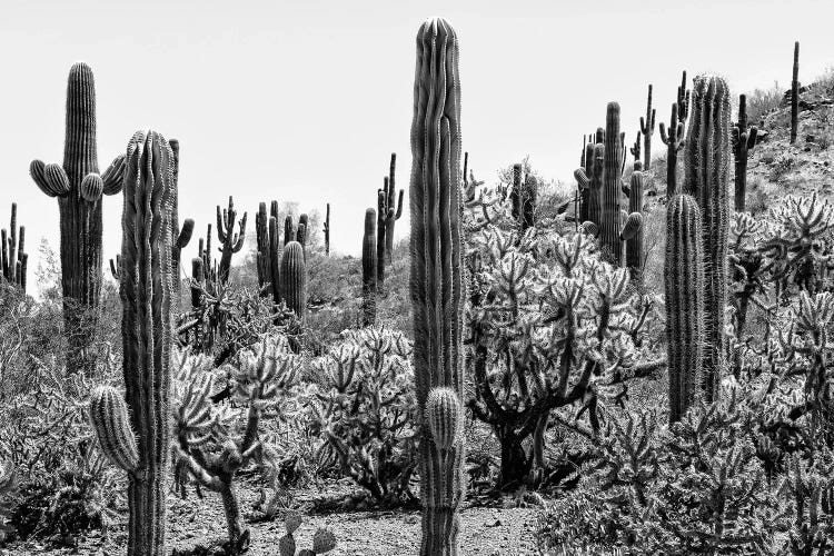 Black Arizona Series - Amazing Cactus