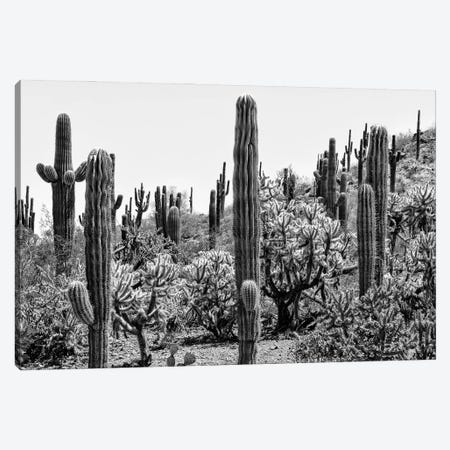 Black Arizona Series - Amazing Cactus Canvas Print #PHD1642} by Philippe Hugonnard Art Print