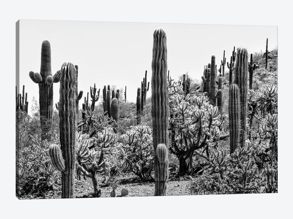 Black Arizona Series - Amazing Cactus by Philippe Hugonnard 1-piece Canvas Wall Art