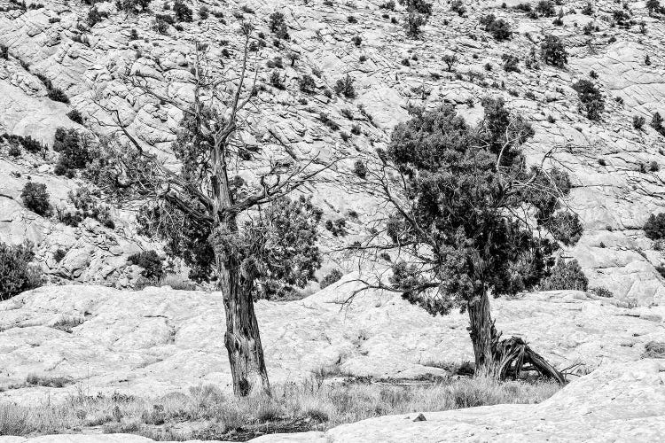 Black Arizona Series - Two Trees