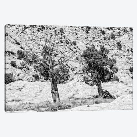 Black Arizona Series - Two Trees Canvas Print #PHD1643} by Philippe Hugonnard Canvas Art Print