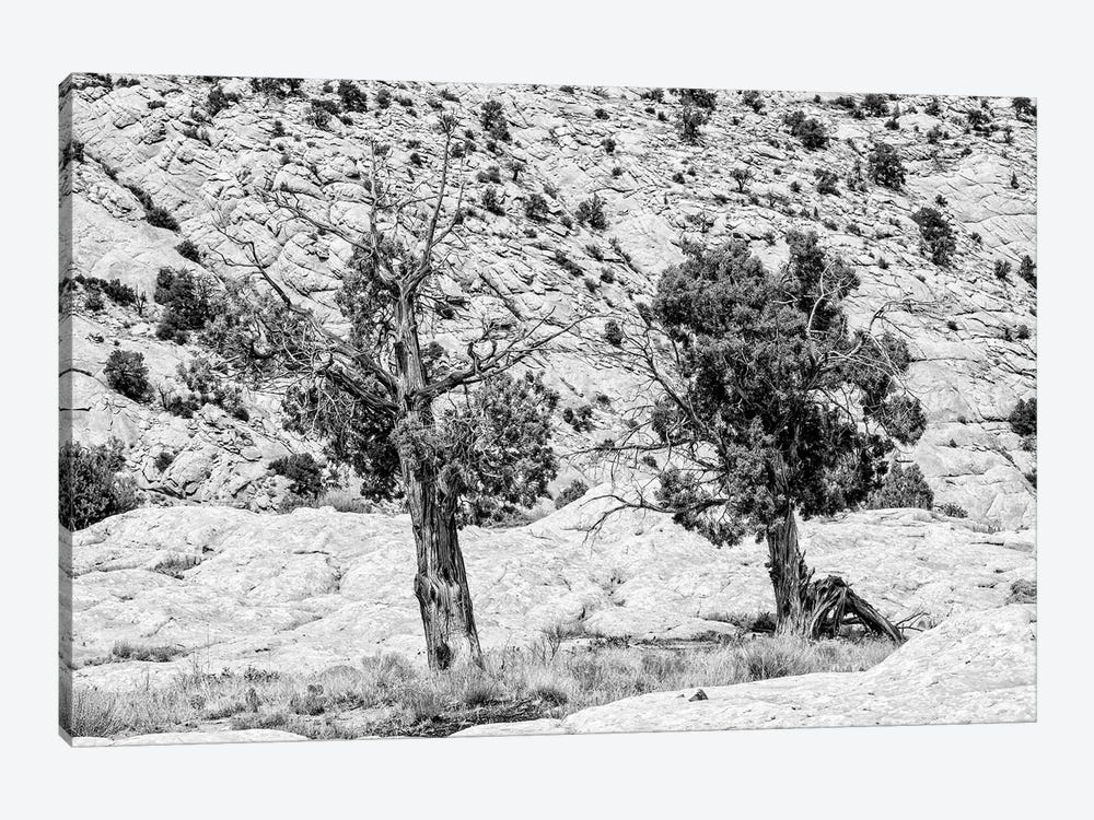 Black Arizona Series - Two Trees by Philippe Hugonnard 1-piece Canvas Print