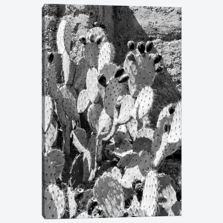 Black Arizona Series - Prickly Pear III Canvas Print #PHD1644} by Philippe Hugonnard Canvas Wall Art