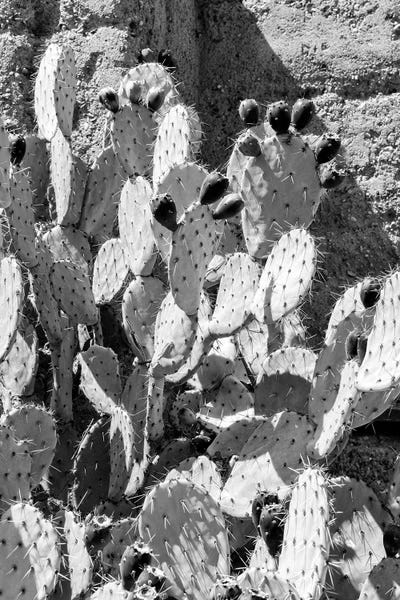 Cacti: Prickly Pear III by Philippe Hugonnard