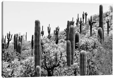 Black Arizona Series - Amazing Cactus II Canvas Art Print - All Black Collection