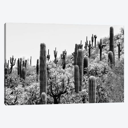 Black Arizona Series - Amazing Cactus II Canvas Print #PHD1646} by Philippe Hugonnard Canvas Wall Art