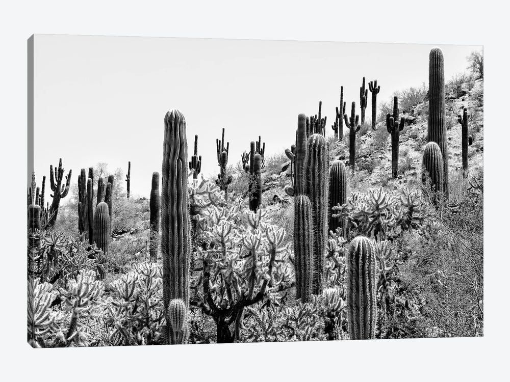 Black Arizona Series - Amazing Cactus II by Philippe Hugonnard 1-piece Canvas Art