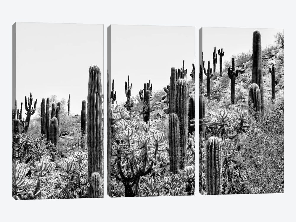 Black Arizona Series - Amazing Cactus II by Philippe Hugonnard 3-piece Canvas Artwork