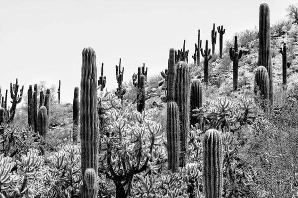 Arizona: Amazing Cactus II by Philippe Hugonnard