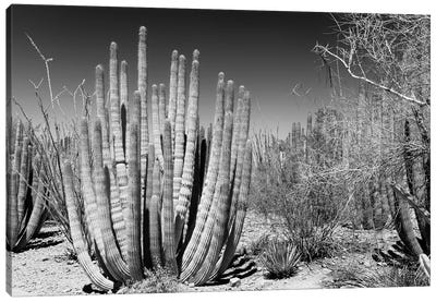 Black Arizona Series - Beautiful Cactus Canvas Art Print - All Black Collection
