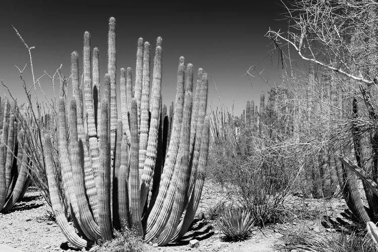 Black Arizona Series - Beautiful Cactus