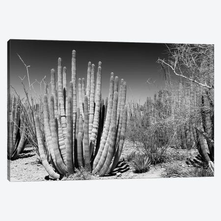 Black Arizona Series - Beautiful Cactus Canvas Print #PHD1649} by Philippe Hugonnard Canvas Print