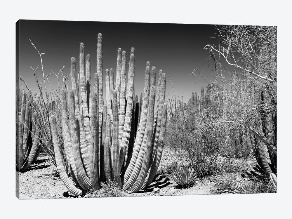 Black Arizona Series - Beautiful Cactus by Philippe Hugonnard 1-piece Canvas Art Print
