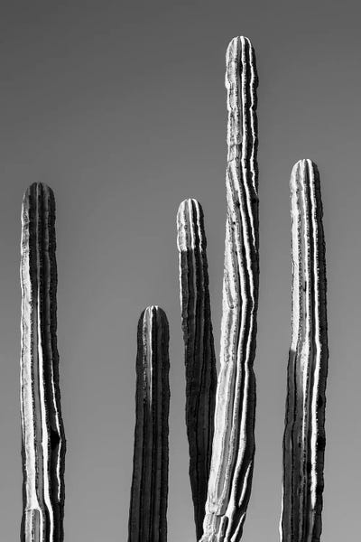 Black Arizona Series - Five Cactus by Philippe Hugonnard canvas print