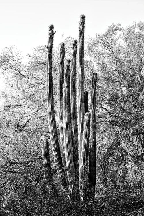 Black Arizona Series - Wild Cactus