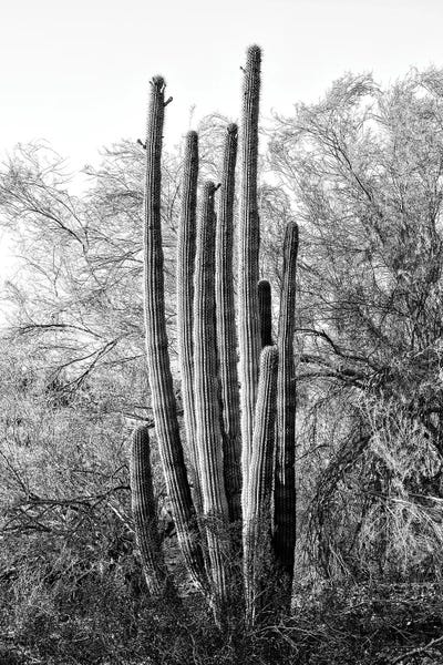 Black Arizona Series - Wild Cactus