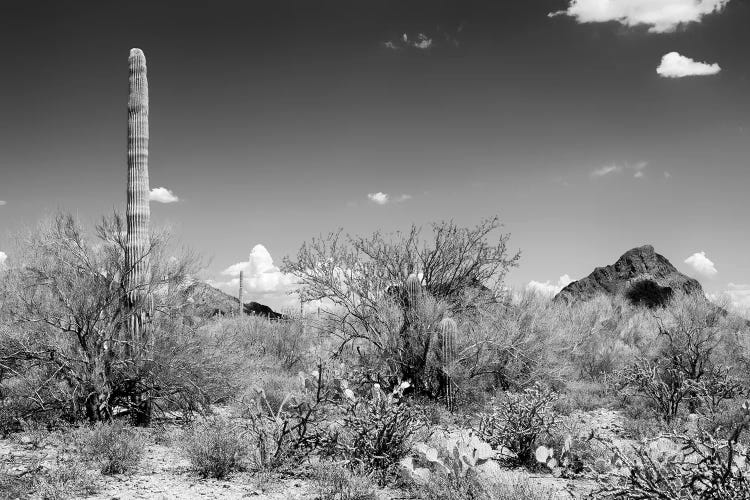 Black Arizona Series - Beautiful Nature