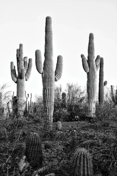 Saguaro Cactus XII by Philippe Hugonnard art print