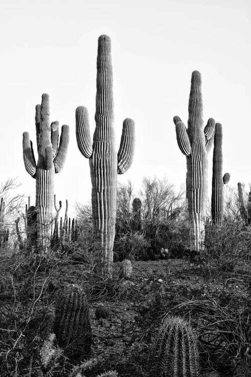 Black Arizona Series - Saguaro Cactus XII