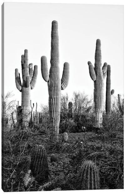 Black Arizona Series - Saguaro Cactus XII Canvas Art Print - Saguaro National Park Art