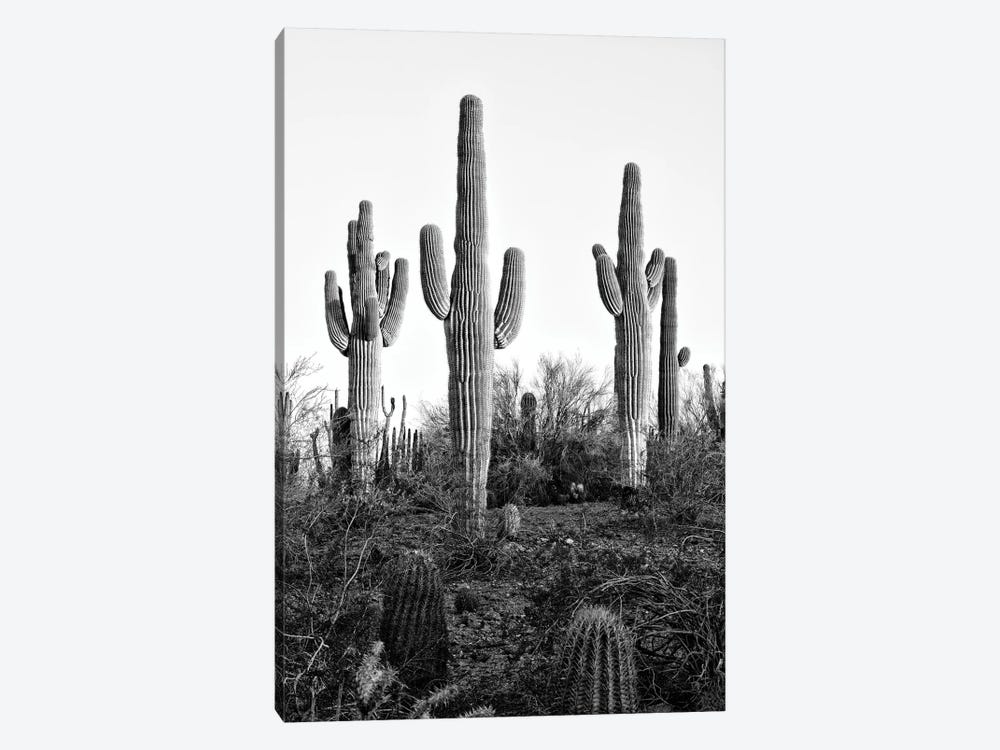 Black Arizona Series - Saguaro Cactus XII by Philippe Hugonnard 1-piece Canvas Wall Art