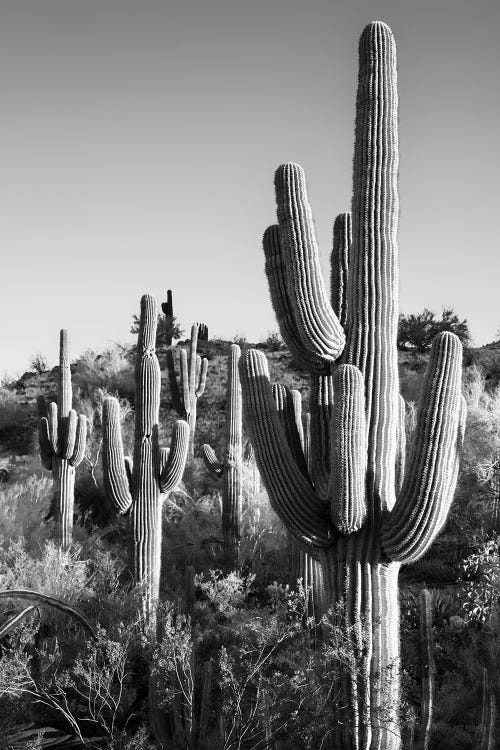 Black Arizona Series - Cactus Sunrise