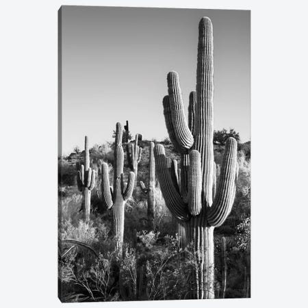 Black Arizona Series - Cactus Sunrise Canvas Print #PHD1667} by Philippe Hugonnard Canvas Art