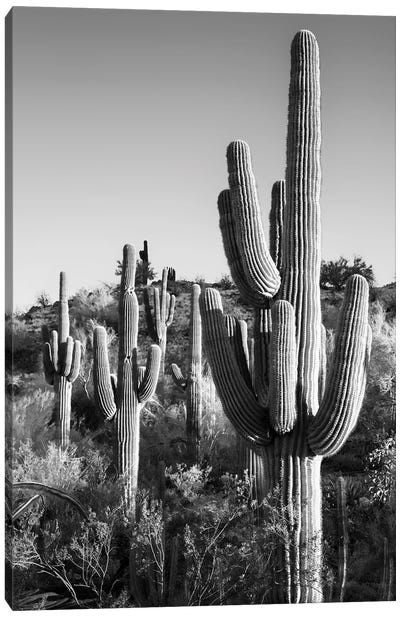 Black Arizona Series - Cactus Sunrise Canvas Art Print - Philippe Hugonnard