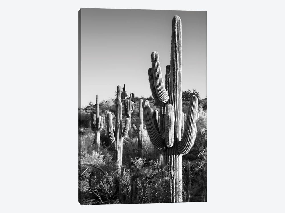 Black Arizona Series - Cactus Sunrise by Philippe Hugonnard 1-piece Canvas Art Print
