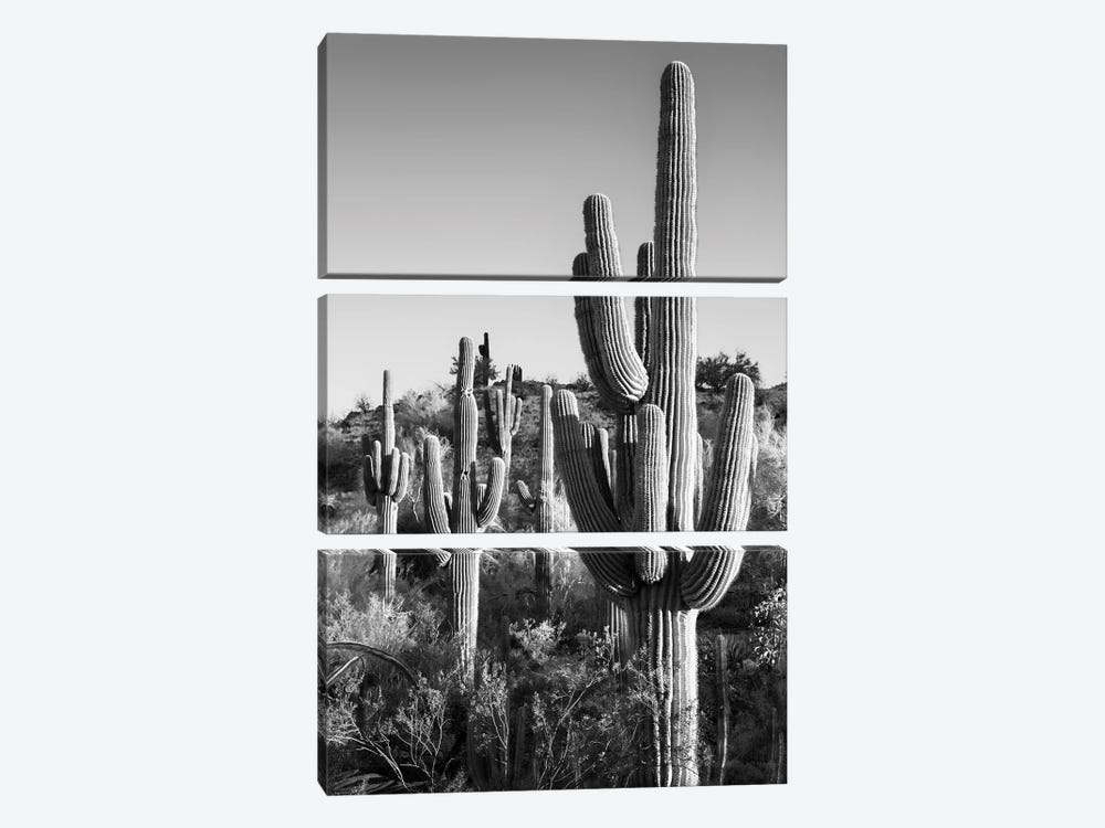 Black Arizona Series - Cactus Sunrise by Philippe Hugonnard 3-piece Canvas Print