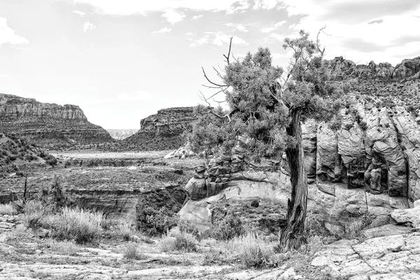 Black Arizona Series - Desert Valley