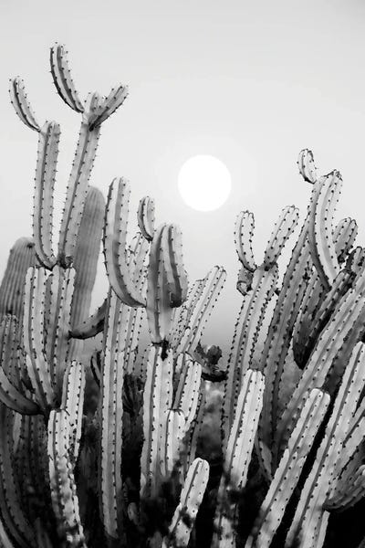 Cactus Sunset by Philippe Hugonnard canvas print